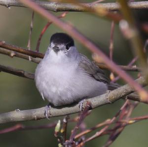 Blackcap