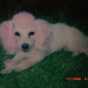 Poodle (Miniature)