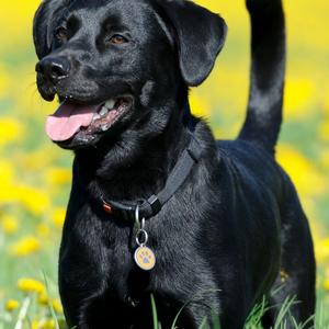 Retriever (Labrador)