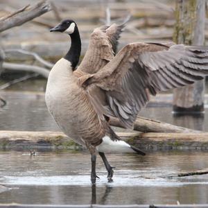 Canada Goose