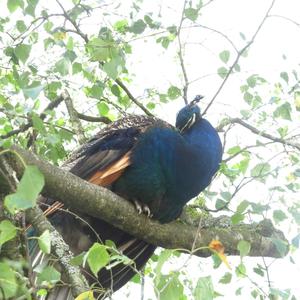 Indian Peafowl