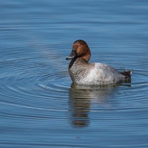 Common Pochard