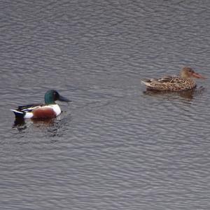 Northern Shoveler