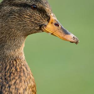 Mallard