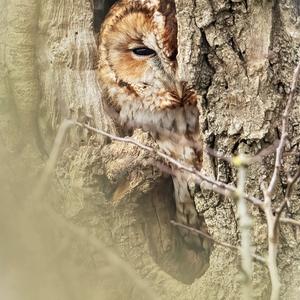 Tawny Owl