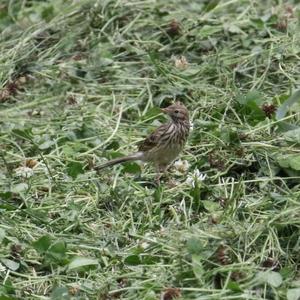 Meadow Pipit