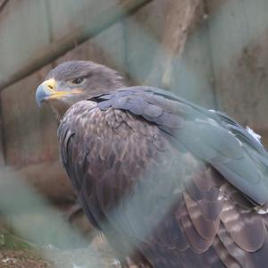 Steppe Eagle