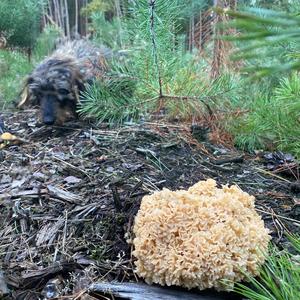 Eastern Cauliflower Mushroom