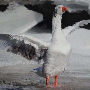 Snow Goose