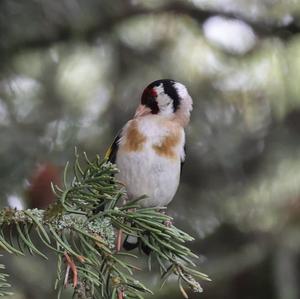 European Goldfinch