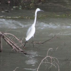 Little Egret