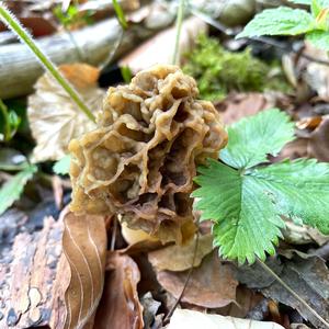 Yellow Morel