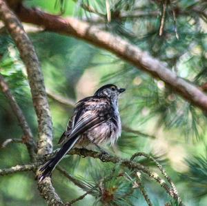 Long-tailed Tit