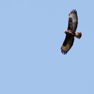 Common Buzzard