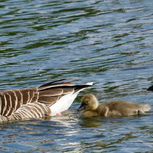 Greylag Goose