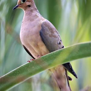 Mourning Dove