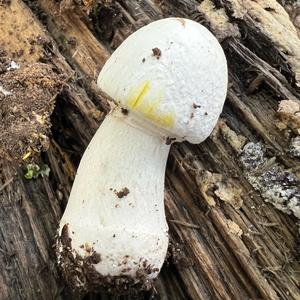 Yellow-foot Agaric