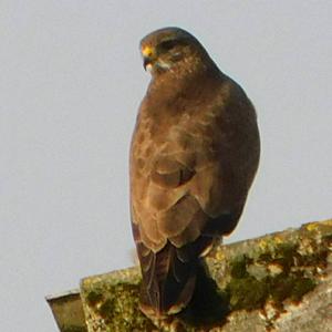 Common Buzzard