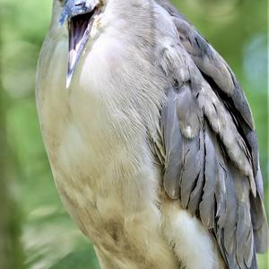 Black-crowned Night-heron