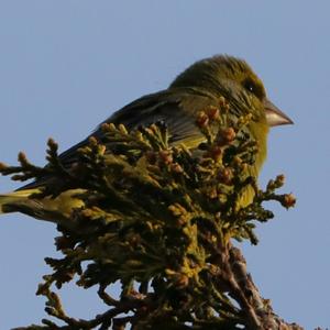 European Greenfinch