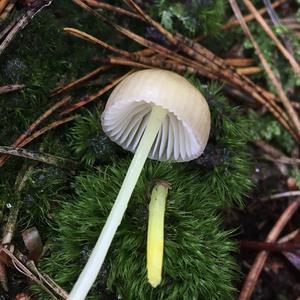 Yellow-stalked Mycena