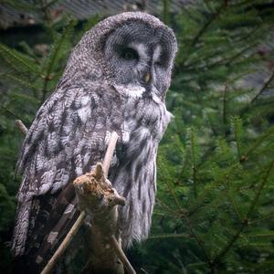 Great Grey Owl