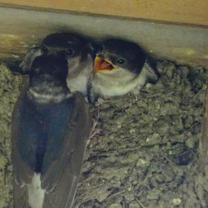 Northern House-martin