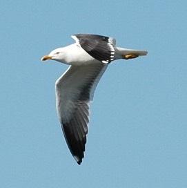 Mediterranean Gull