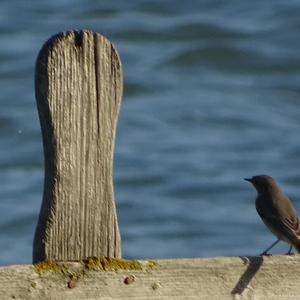 Black Redstart