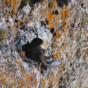 Yellow-billed Chough