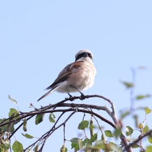 Red-backed Shrike