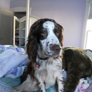 Spaniel (English Springer)