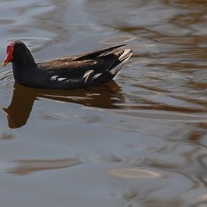 Common Moorhen