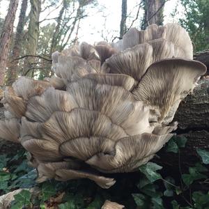 Oyster Mushroom