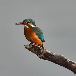 Common Kingfisher