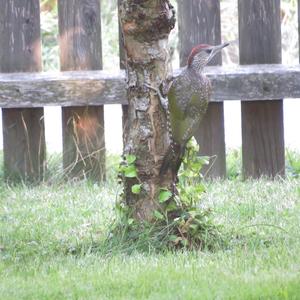 Eurasian Green Woodpecker