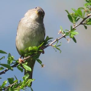 House Sparrow