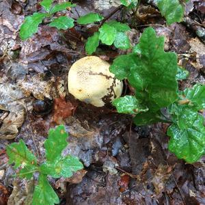 Pigskin Poison Puffball