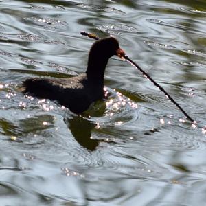 Common Coot