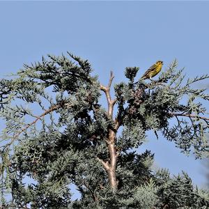 Eurasian Siskin