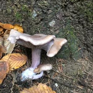 Oyster Mushroom