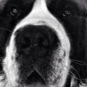 Saint Bernard