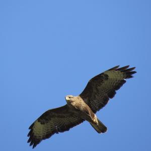 Common Buzzard