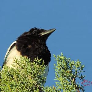 Black-billed Magpie