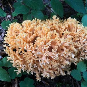 Yellow-brownish Coral