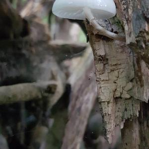 Porcelain Fungus