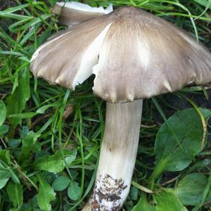 Broad-gilled Agaric