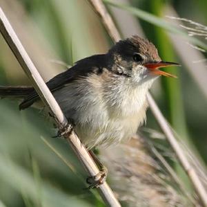 Eurasian Reed-warbler