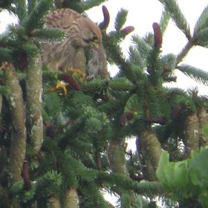 Common Kestrel