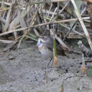 Blaukehlchen